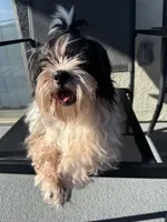 Oreo, a male Shih Tzu for sale in Las Vegas, NV – Photo 3 of 6