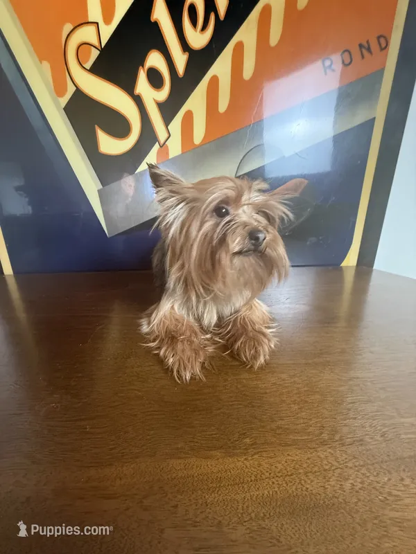 Dior – Yorkshire Terrier puppy for sale in Las Vegas, NV
