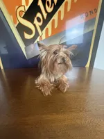 Dior, a female Yorkshire Terrier for sale in Las Vegas, NV – 1 of 3
