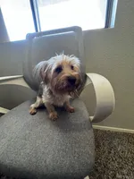Cash, a male Yorkshire Terrier for sale in Las Vegas, NV – Photo 5 of 5