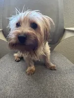 Cash, a male Yorkshire Terrier for sale in Las Vegas, NV – Photo 4 of 5