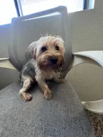 Cash, a male Yorkshire Terrier for sale in Las Vegas, NV – Photo 2 of 5