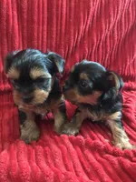 Yorkie boys, a male Yorkshire Terrier for sale in Las Vegas, NV – Photo 2 of 2
