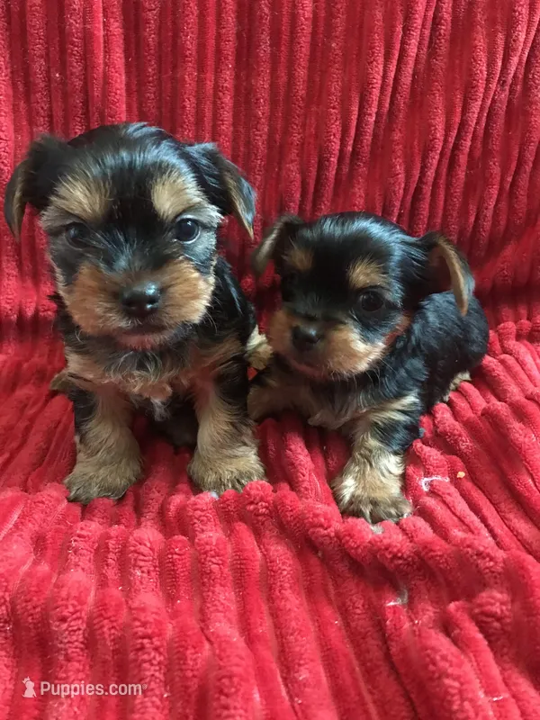 Yorkie boys
