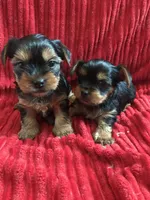 Yorkie boys, a male Yorkshire Terrier for sale in Las Vegas, NV – Photo 1 of 2