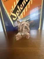 Dior, a female Yorkshire Terrier for sale in Las Vegas, NV – 2 of 3