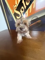 Mocha , a female Yorkshire Terrier for sale in Las Vegas, NV – Photo 2 of 4