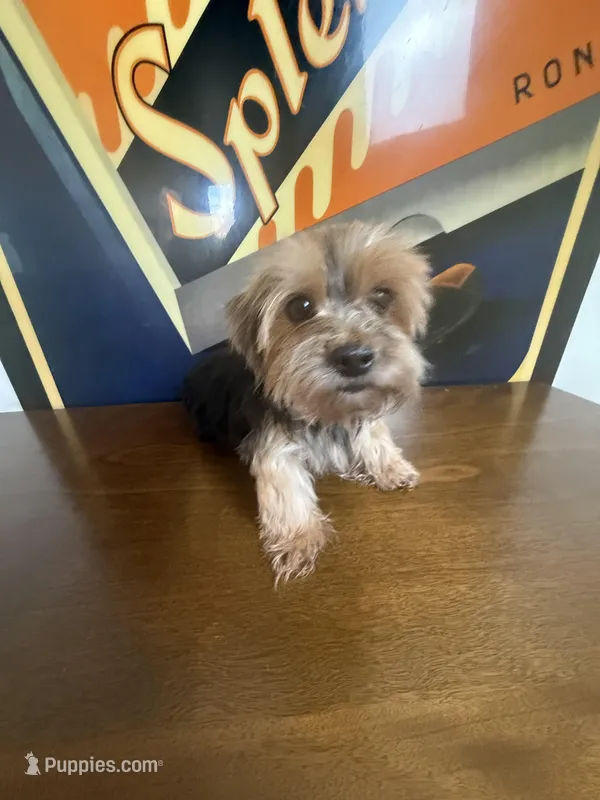 Mocha , a female Yorkshire Terrier for sale in Las Vegas, NV – Photo 1 of 4