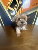 Mocha , a female Yorkshire Terrier for sale in Las Vegas, NV – Photo 1 of 4