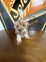 Mocha , a female Yorkshire Terrier for sale in Las Vegas, NV – Photo 4 of 4