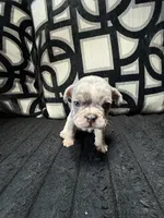 Louie, a male French Bulldog for sale in Las Vegas, NV – Photo 3 of 4