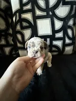 Louie, a male French Bulldog for sale in Las Vegas, NV – Photo 2 of 4