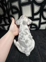 Louie, a male French Bulldog for sale in Las Vegas, NV – Photo 4 of 4