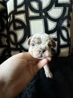 Louie, a male French Bulldog for sale in Las Vegas, NV – Photo 1 of 4