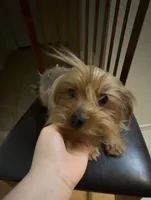 Prada, a female Yorkshire Terrier for sale in Las Vegas, NV – Photo 1 of 3