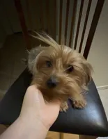 Prada, a female Yorkshire Terrier for sale in Las Vegas, NV – Photo 2 of 3