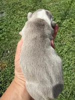 Blueberry AKC Registrated , a female English Bulldog for sale in Fort Lauderdale, FL – 4 of 7