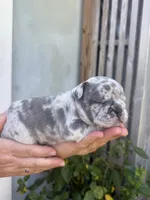 Fluffy Aminita, a female French Bulldog for sale in Fort Lauderdale, FL – 3 of 7