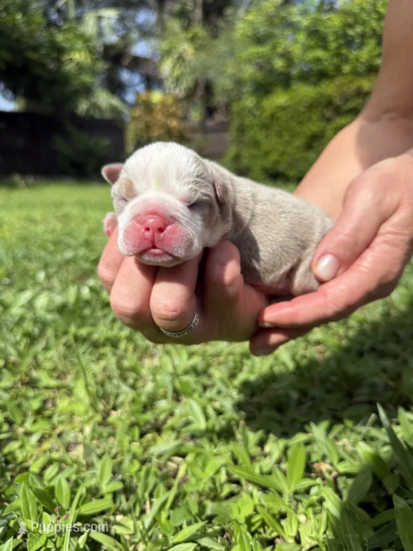 Mango AKC Registrated  – English Bulldog puppy for sale in Fort Lauderdale, FL