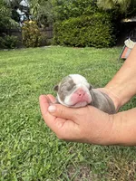 Plum, a female English Bulldog for sale in Fort Lauderdale, FL – 3 of 10