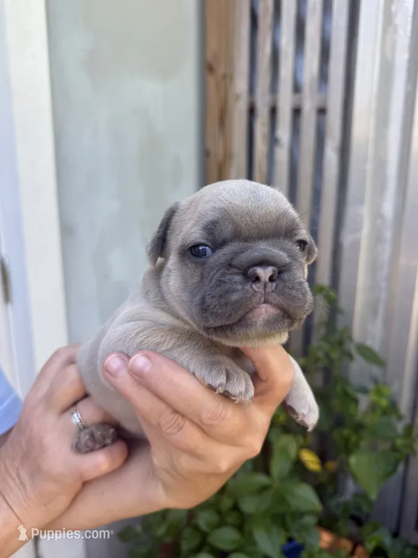 Lilu – French Bulldog puppy for sale in Fort Lauderdale, FL
