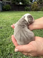 Plum, a female English Bulldog for sale in Fort Lauderdale, FL – 6 of 10