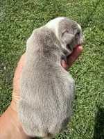 Blueberry AKC Registrated , a female English Bulldog for sale in Fort Lauderdale, FL – 2 of 7