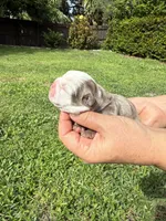 Plum, a female English Bulldog for sale in Fort Lauderdale, FL – 5 of 10