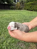 Plum, a female English Bulldog for sale in Fort Lauderdale, FL – 2 of 10