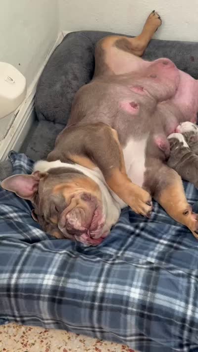 Blueberry AKC Registrated , a female English Bulldog for sale in Fort Lauderdale, FL – 7 of 7