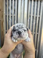 Fluffy Aminita, a female French Bulldog for sale in Fort Lauderdale, FL – 2 of 7
