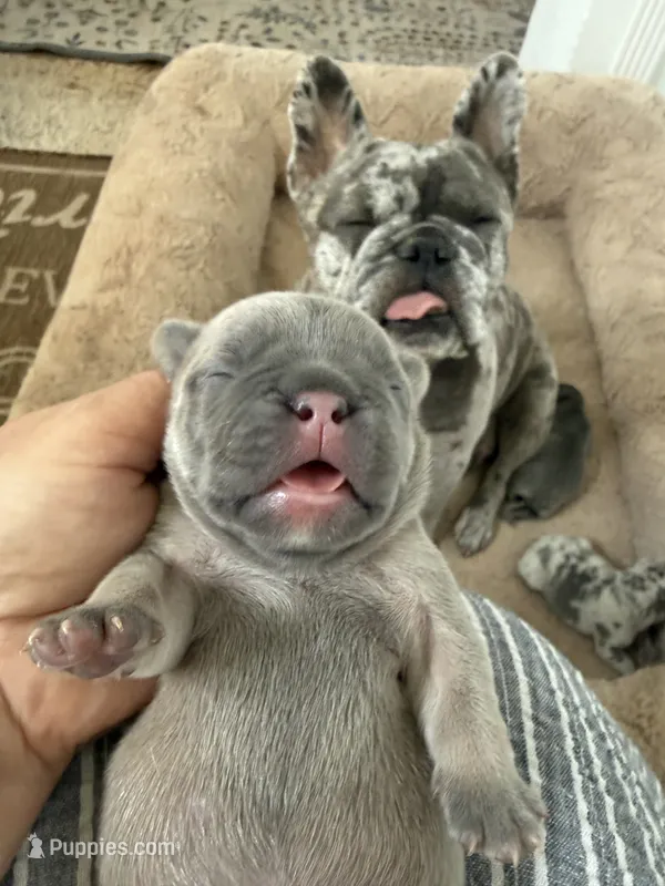 Lilu – French Bulldog puppy for sale in Fort Lauderdale, FL