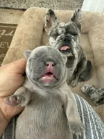 Lilu, a male French Bulldog for sale in Fort Lauderdale, FL – 1 of 9