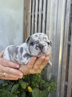 Fluffy Aminita, a female French Bulldog for sale in Fort Lauderdale, FL – 5 of 7