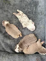 Blueberry AKC Registrated , a female English Bulldog for sale in Fort Lauderdale, FL – 6 of 7