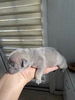 Lilu, a male French Bulldog for sale in Fort Lauderdale, FL – 4 of 9