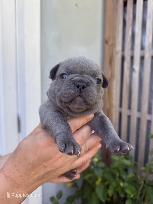 Stich – French Bulldog puppy for sale in Fort Lauderdale, FL