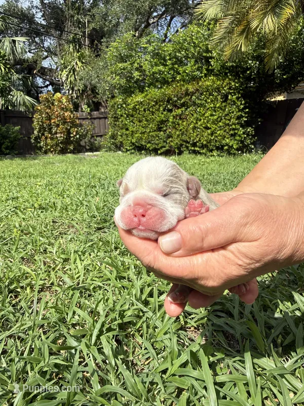 Mango – English Bulldog puppy for sale in Fort Lauderdale, FL