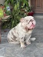 Blueberry AKC Registrated , a female English Bulldog for sale in Fort Lauderdale, FL – 5 of 7