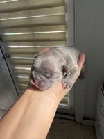 Lilu, a male French Bulldog for sale in Fort Lauderdale, FL – 6 of 9