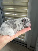 Aminita, a female French Bulldog for sale in Fort Lauderdale, FL – 10 of 10
