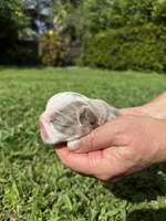 Oreo AKC Registrated , a male English Bulldog for sale in Fort Lauderdale, FL – 5 of 10