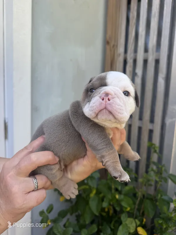 Plum AKC Registrated  – English Bulldog puppy for sale in Fort Lauderdale, FL
