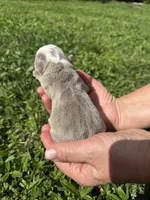 Mango AKC Registrated , a female English Bulldog for sale in Fort Lauderdale, FL – 2 of 5
