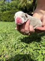 Mango AKC Registrated , a female English Bulldog for sale in Fort Lauderdale, FL – 4 of 5