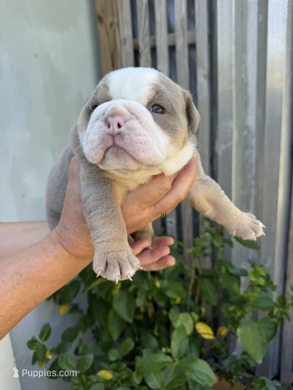 Mango AKC Registrated  – English Bulldog puppy for sale in Fort Lauderdale, FL