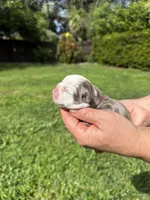Plum, a female English Bulldog for sale in Fort Lauderdale, FL – 9 of 10