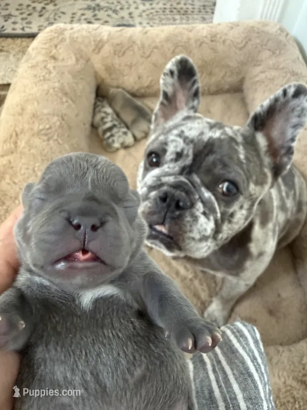 Stich – French Bulldog puppy for sale in Fort Lauderdale, FL
