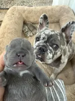 Stich, a male French Bulldog for sale in Fort Lauderdale, FL – 1 of 6