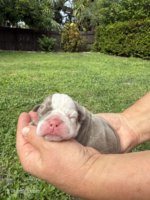 Plum – English Bulldog puppy for sale in Fort Lauderdale, FL
